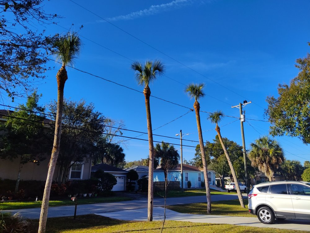 Green boom lift reaching high into palm trees