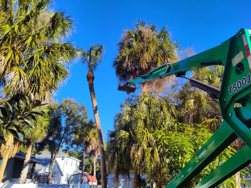 Boom lift working on palms